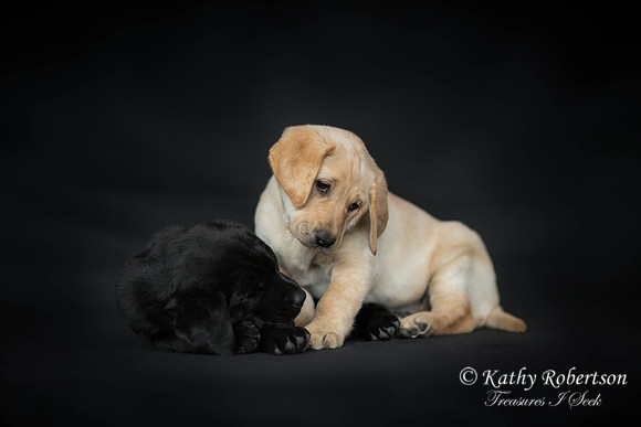0052litzelman_puppies-Edit